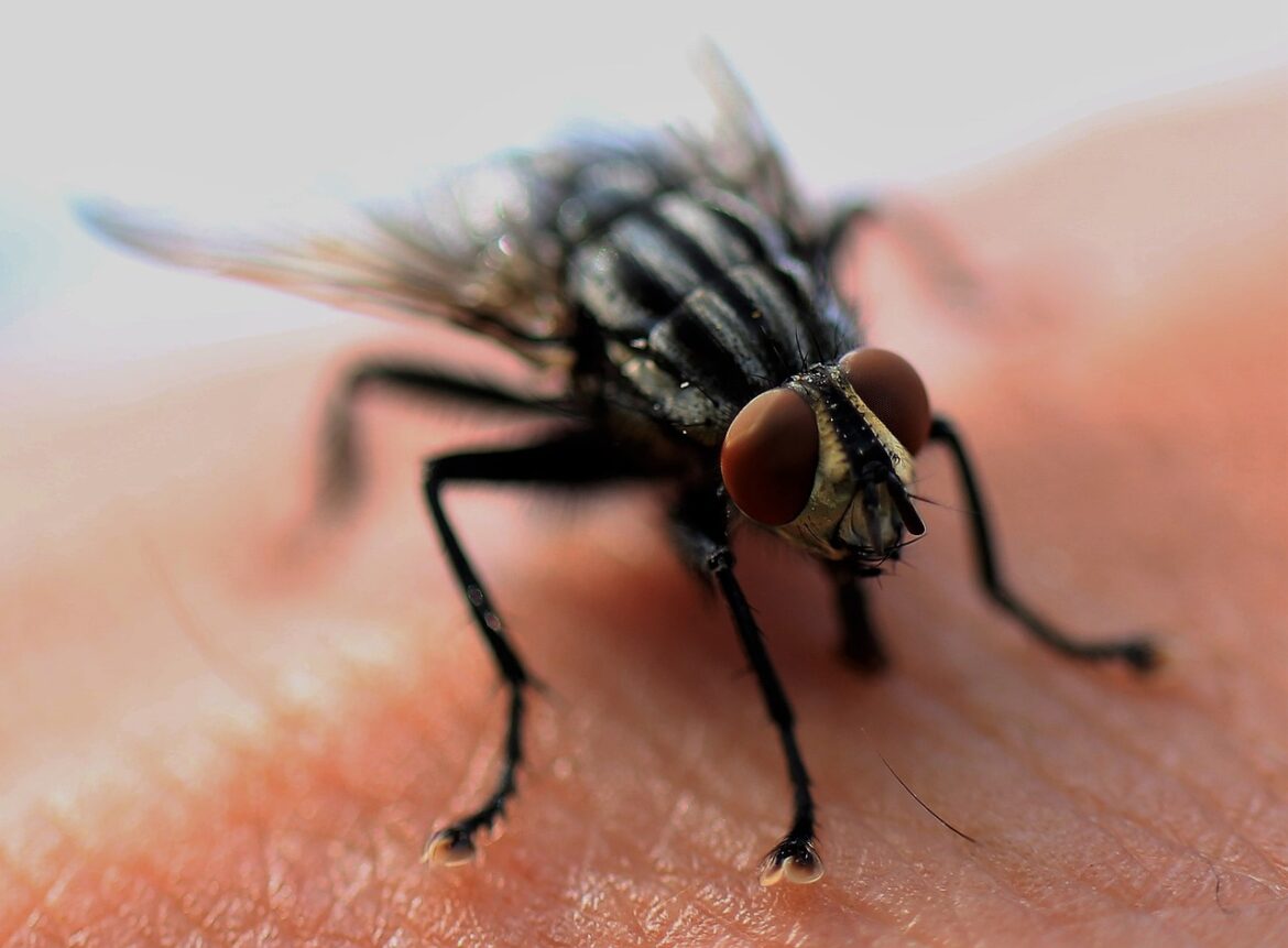 Easy Organic Pest Control: Solutions for Beginners