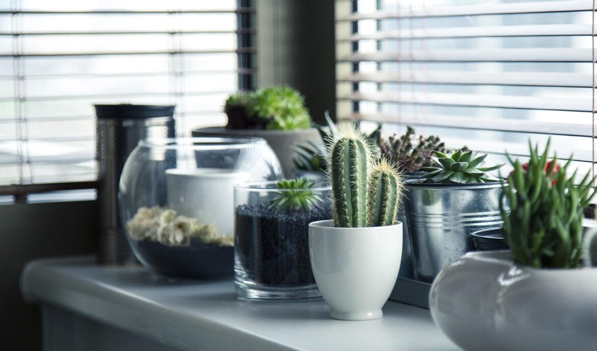 Essential Guide to Watering: Frequency Tips for Home Plant Beginners