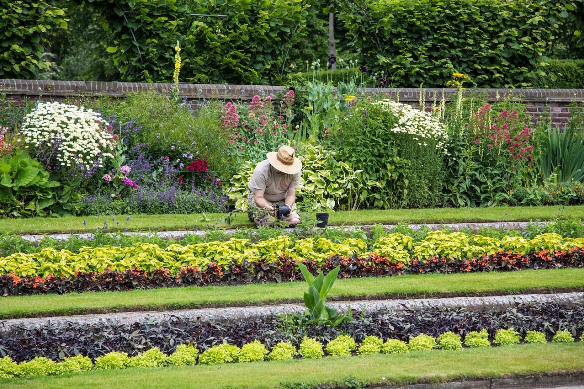The Dangers of Improper Watering: Why Your Plants Are Dying