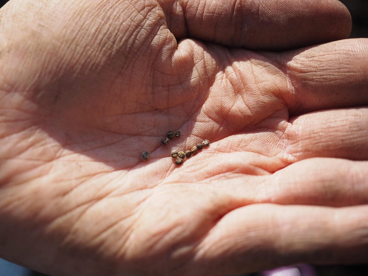 Unlocking the Secrets of Fertile Soil: Tips for Enhancing Plant Growth at Home