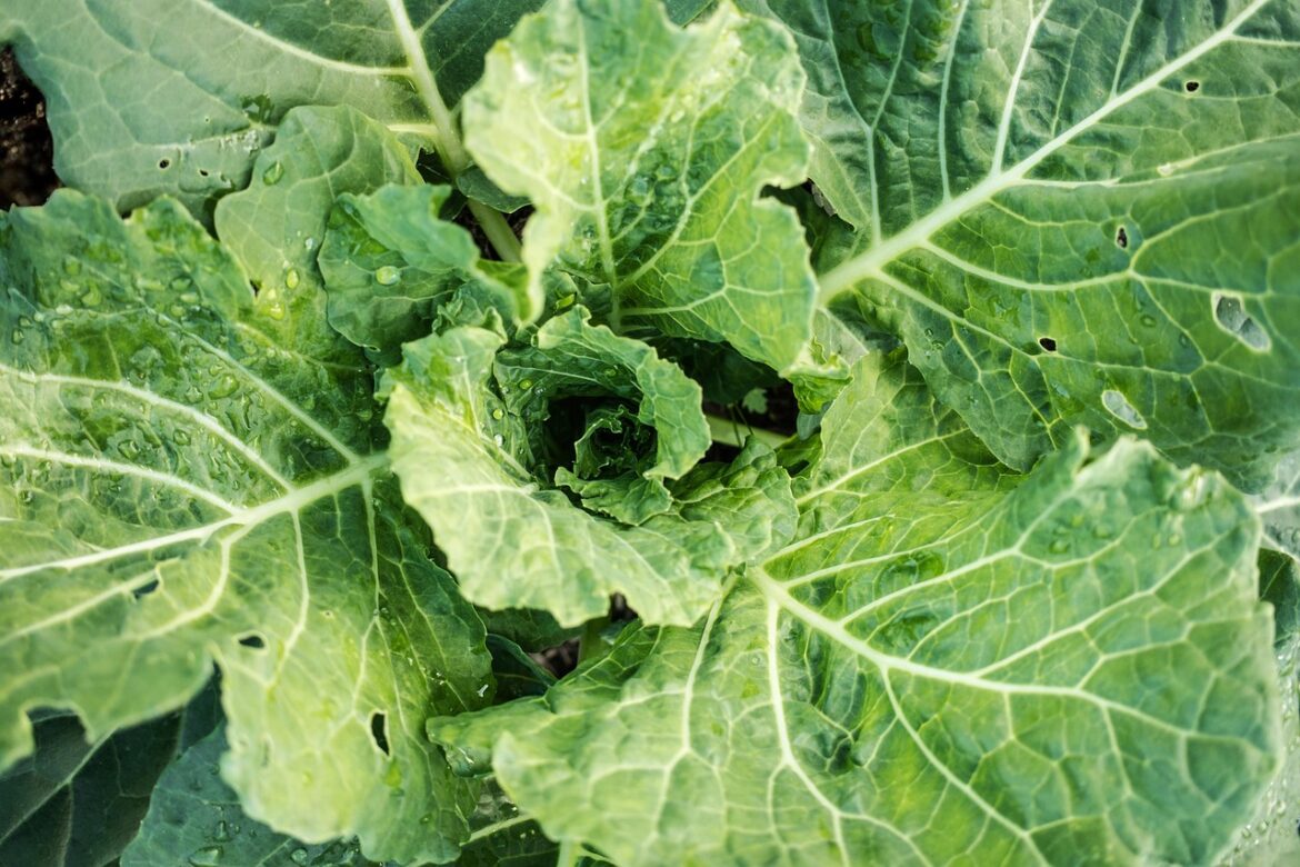 DIY Pest-Busting Sprays: Effective and Natural Solutions for Healthy Plants