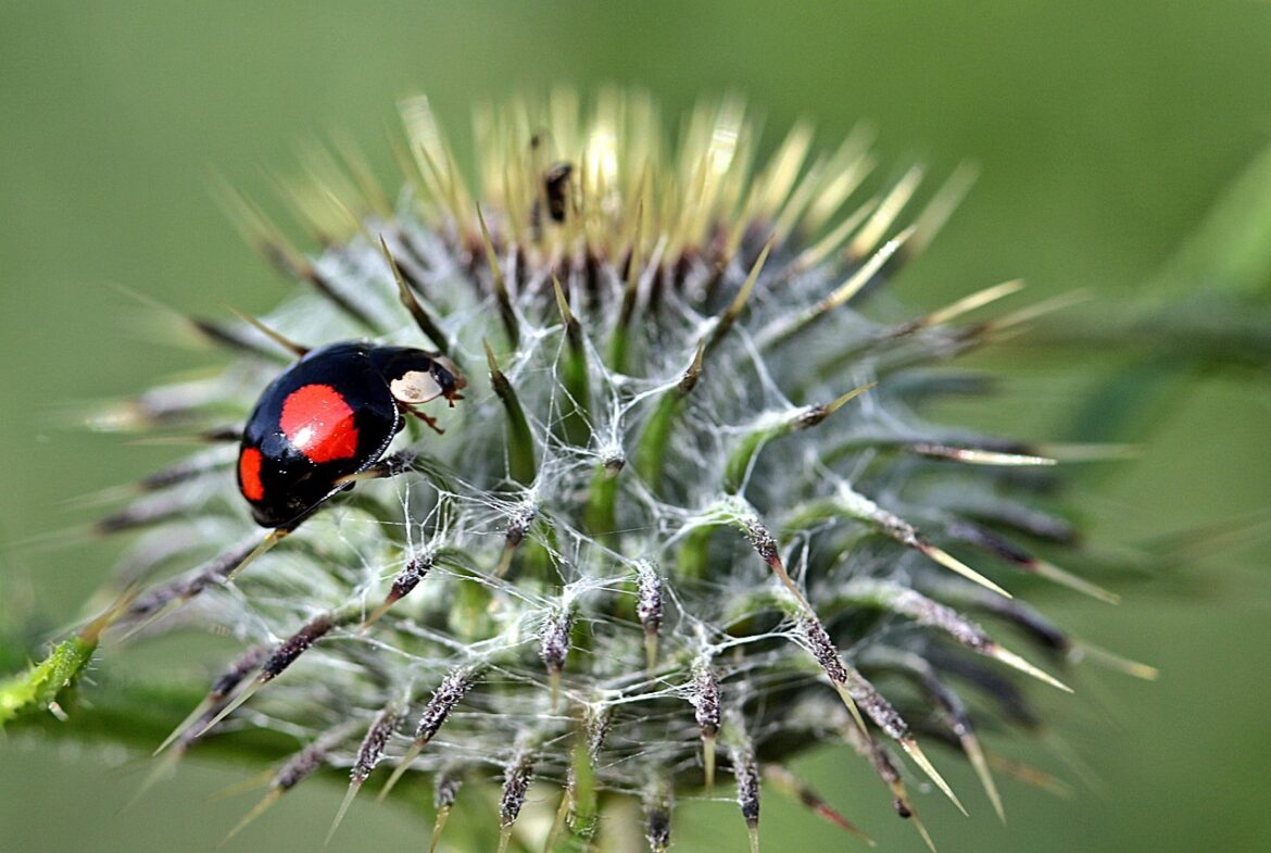 Reviving Your Garden: Effective Strategies to Combat Plant Diseases at Home